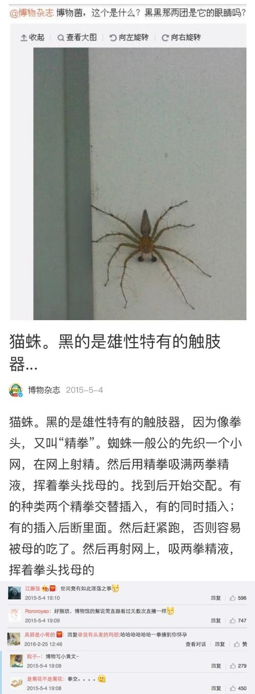 不同时间见蜘蛛吉凶 看见蜘蛛十二时辰吉凶