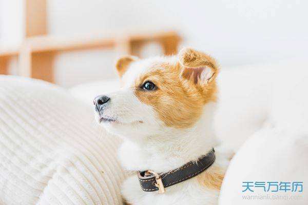 与生肖狗配的三和字 狗前狗后二和合打一生肖是什么意思？