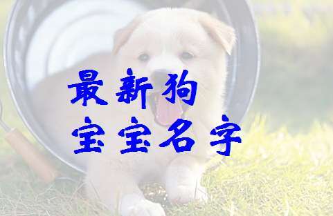 程姓狗宝宝起名 属狗起名程姓