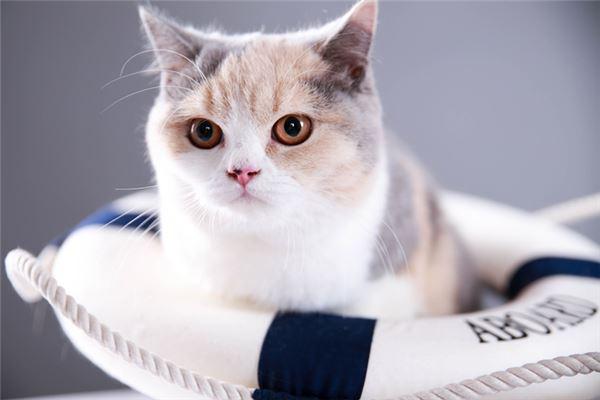 给猫咪取名 小猫取名大全500个