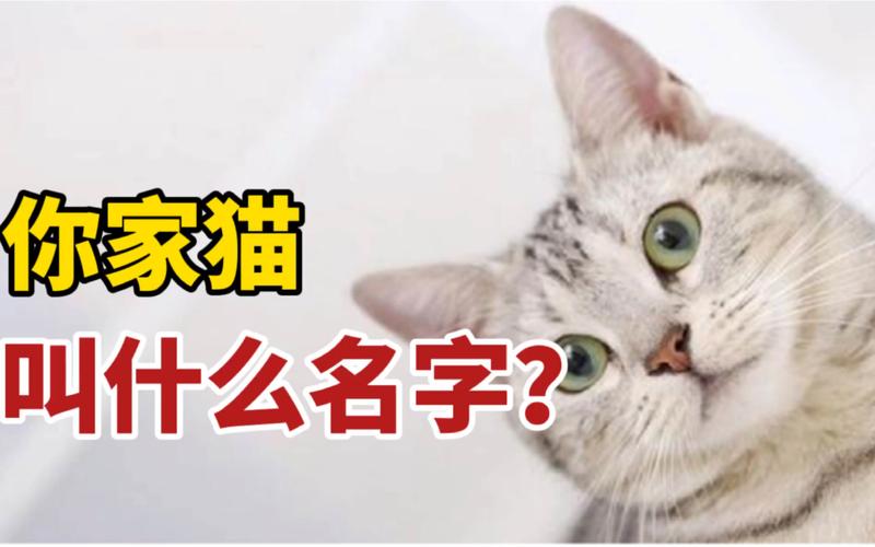 猫咪有取名 猫咪取名手册