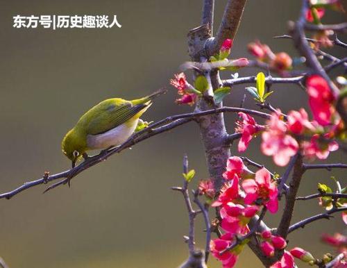 鸟数不多是什么生肖. 笼中穷鸟指什么生肖是什么意思？