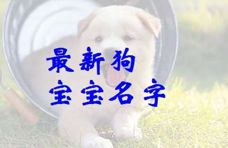 狗年正月宝宝起名 正月的狗宝宝起名大全