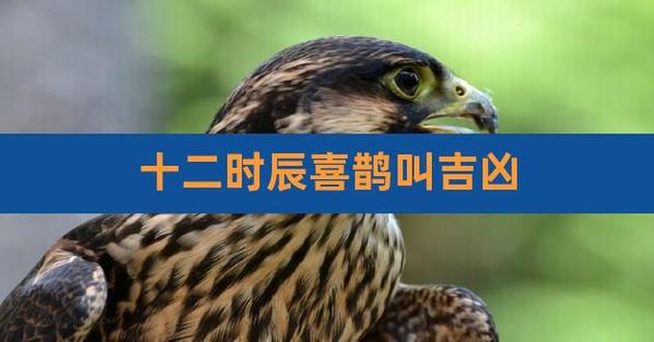 喜鹊进家时辰吉凶查询 喜鹊报喜吉凶时辰对照表